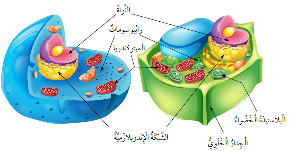 مقارنة بين الخلايا النباتية والخلايا الحيوانية